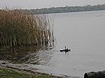 Das Modell auf dem Wasser